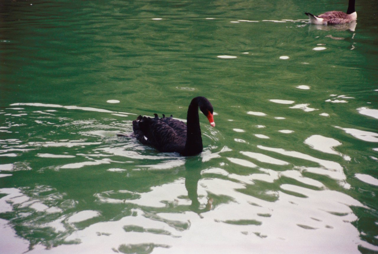 Monte Carlo Black Swan on London trip June 2000